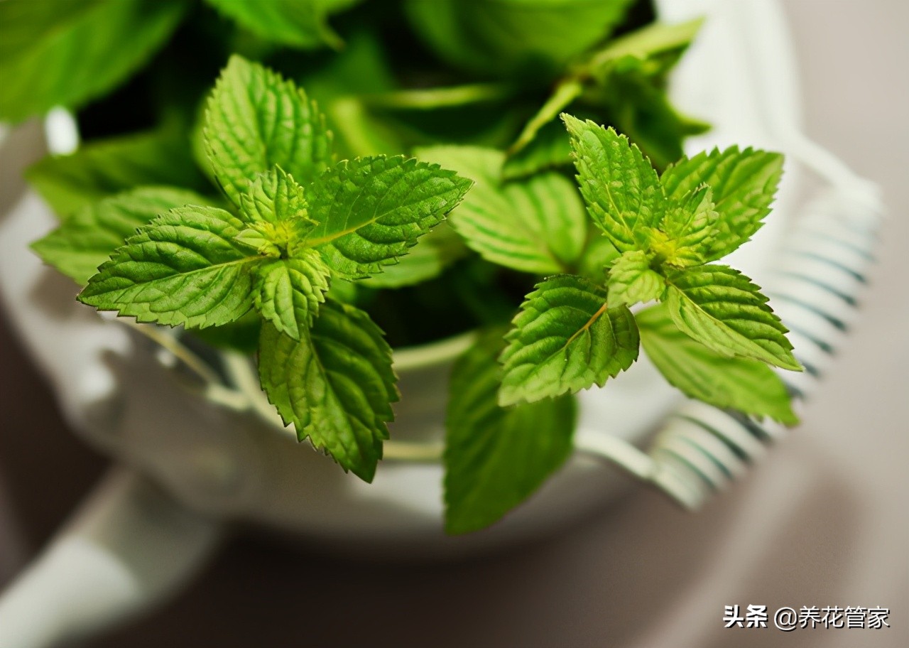为什么薄荷最上面的叶子很小,薄荷怎么越长越高叶子都没了