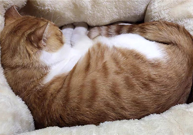 辟谣猫咪真的没有九条命,辟谣猫咪的六个谣言