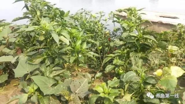 池塘水体净化,池塘净化鱼类