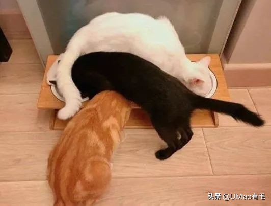 养猫这么多年你怎么连碗都摆不对 (养猫省钱妙招猫碗)