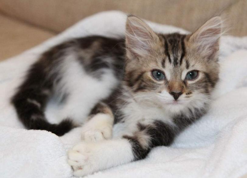 猫的便便有点稀是怎么回事,猫便稀软吃什么药