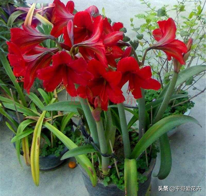 不缺水叶子打蔫了怎么办,夏季中午为什么浇水反而会萎蔫