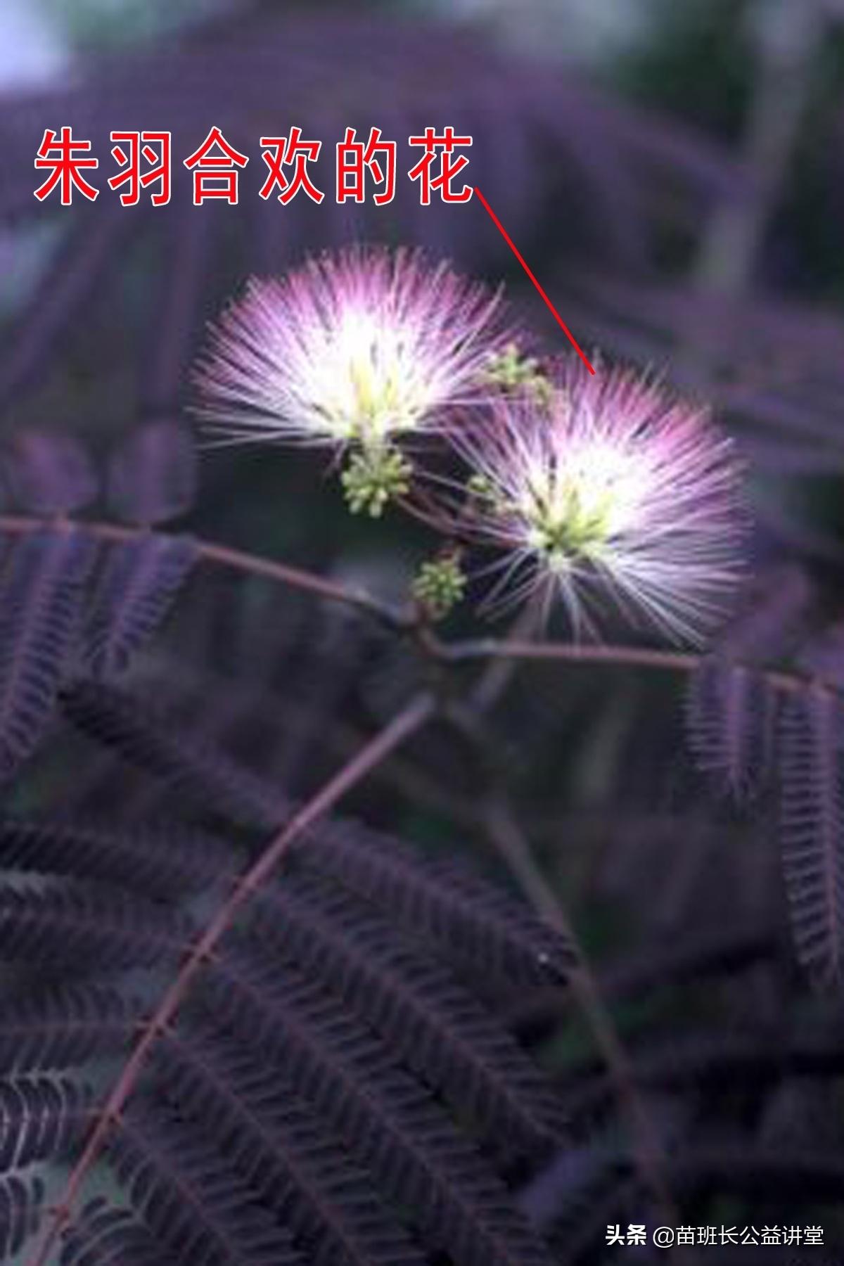 朱羽*欢合**的栽培管理及园林应用