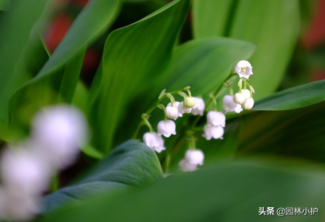 什么花适合新娘手捧花,什么花适合做新娘手捧花