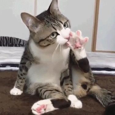 给猫戴上脖圈之后很低落,为什么给猫戴上猫圈就安静了