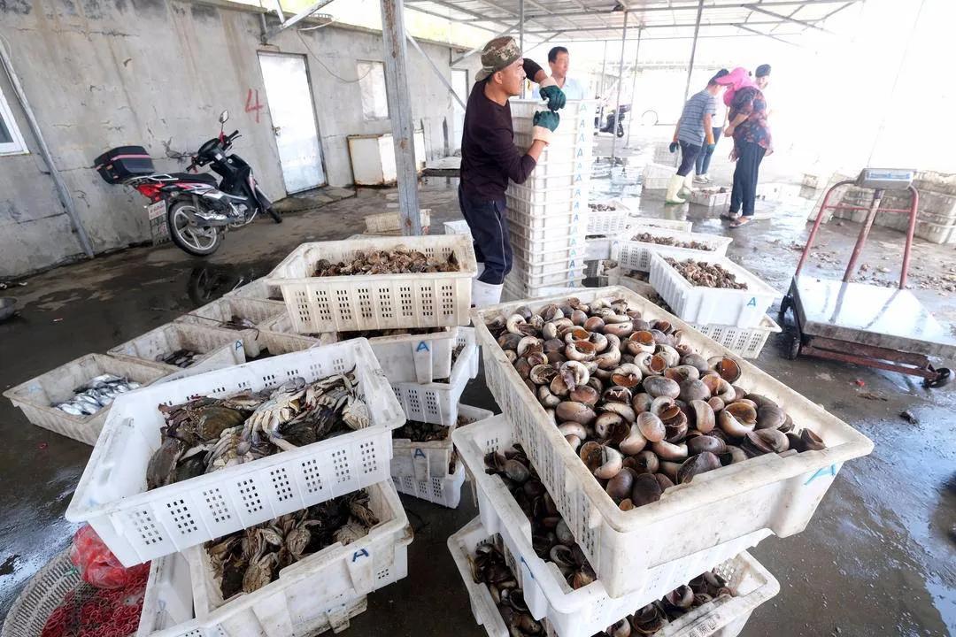 东港海鲜鱼仔店,东港海鲜批发市场