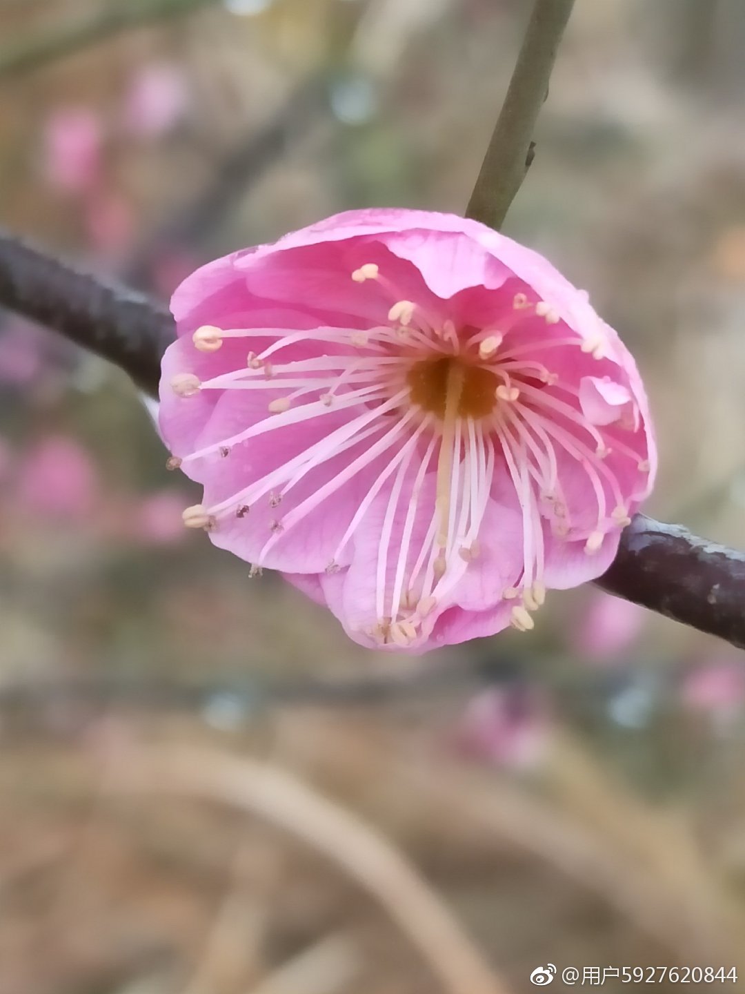 走过熟悉的那条街已不是以前的街,记忆中的那条街