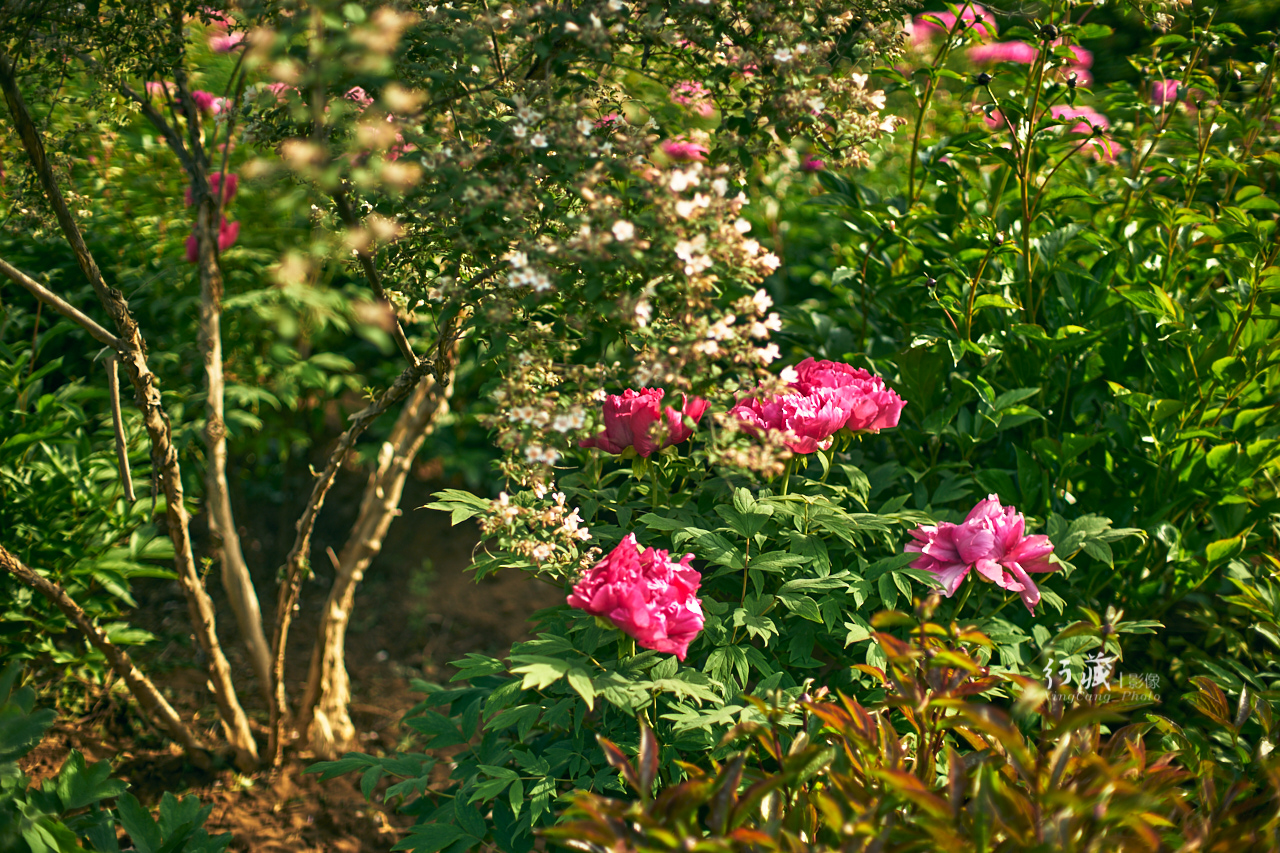 牡丹盛开的地方牡丹园,牡丹园牡丹花竞相绽放