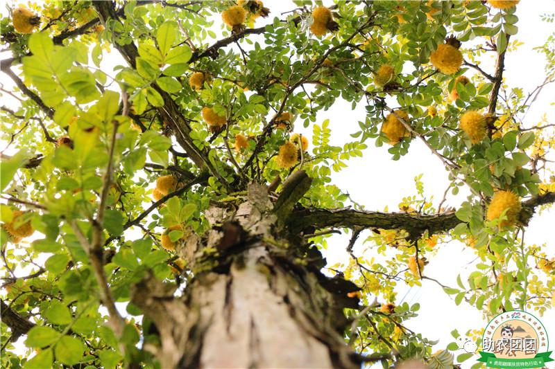 助农团团丨刺梨产业巡礼②：金秋十里沟，硕果满枝头