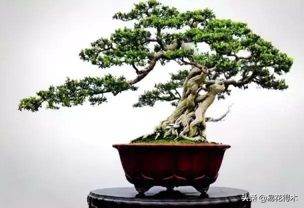 瓜子黄杨珍珠黄杨雀舌黄杨哪种好,黄杨雀舌和黑珍珠区别