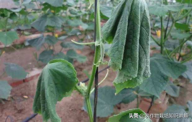 黄瓜病不用药,预防黄瓜生病打什么药
