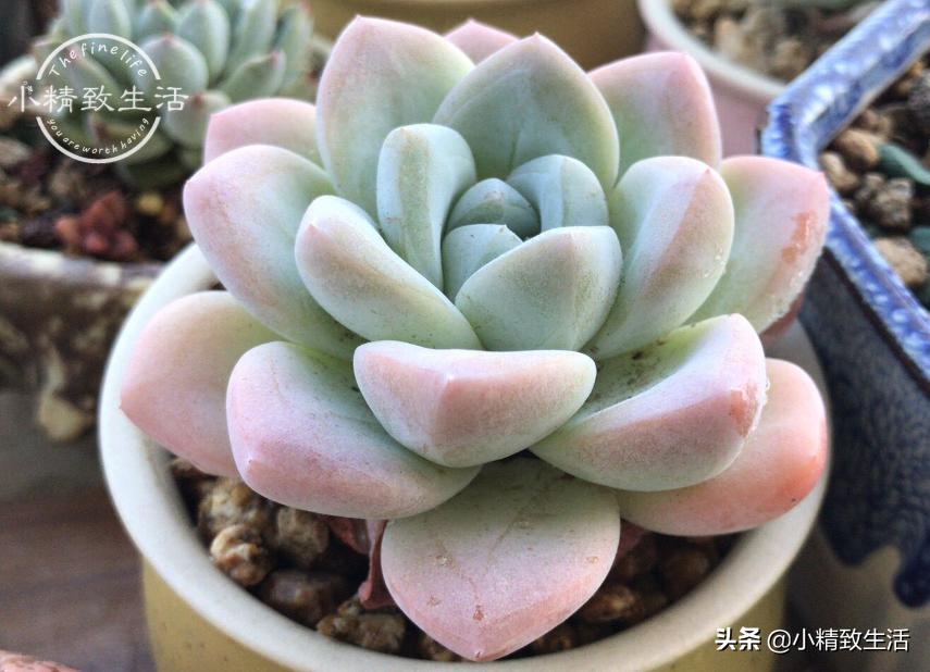 多肉徒长了如何进行处理,多肉徒长的原因和解决方法