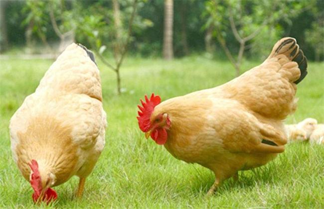 养鸡的朋友,养鸡人一定要看的便宜好用小妙招