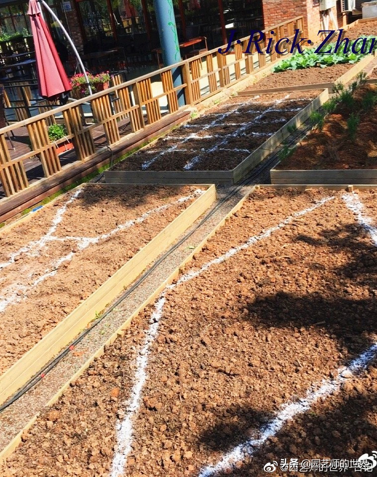 城市蔬菜园景观设计,蔬菜花园造型