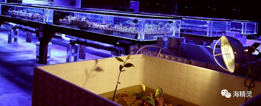 中国海水圈到底存在多少“奸商”？