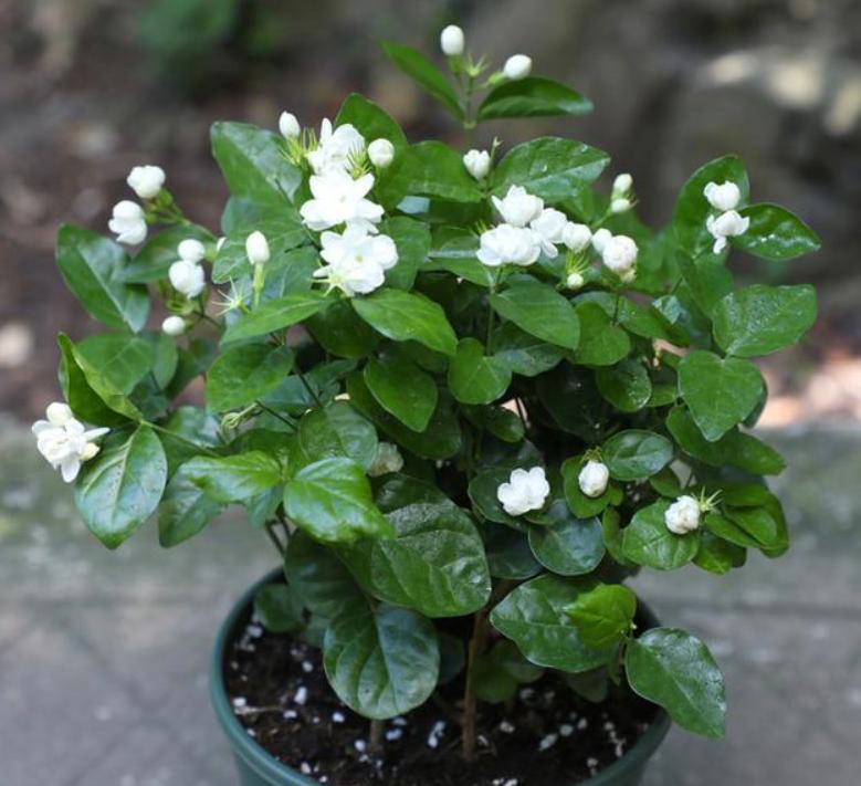 自制花肥酵素哪种最好,自己做酵素花肥怎么操作