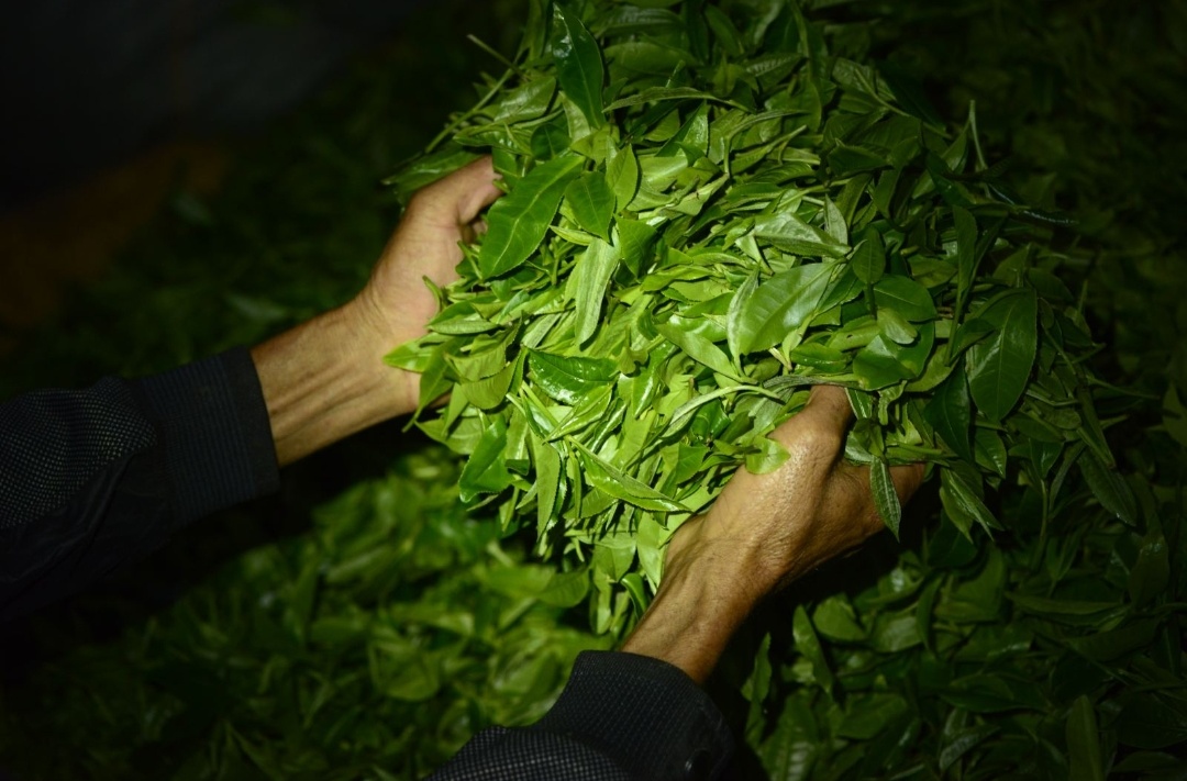 无与伦比的兰花香，低迷的铁观音，茶叶王国里铁观音的兴衰成败