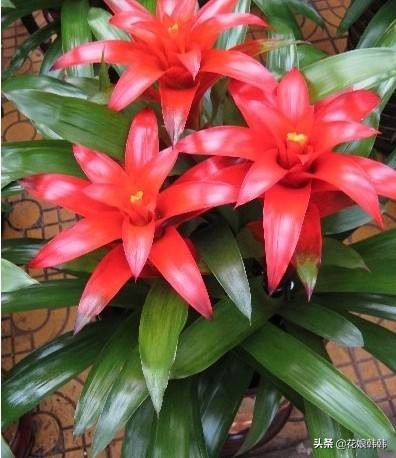 鸿运当头叶子干了是什么原因,鸿运当头为什么干尖