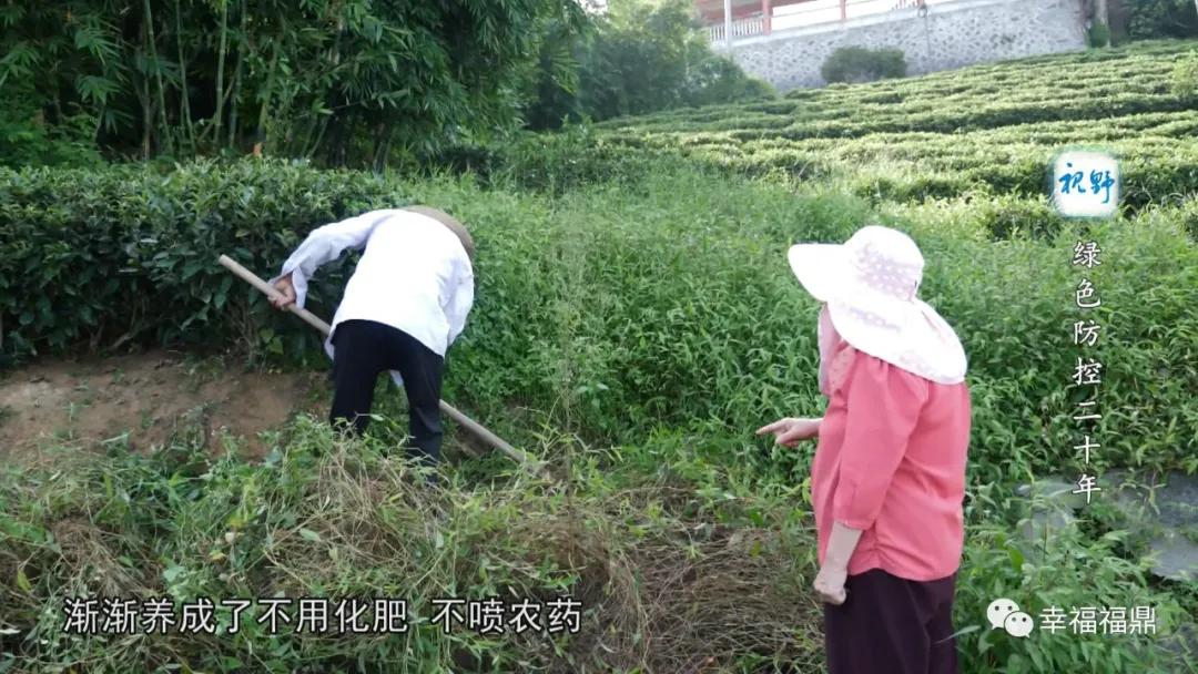 绿色茶园除草剂,无除草剂的茶园