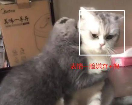 小猫咪到底能有多体贴,你见过这么拽的小猫咪吗