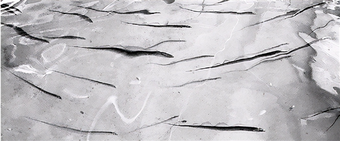 为过收费站,浙江一司机生吃带鱼证新鲜,带鱼真的一出水就死?