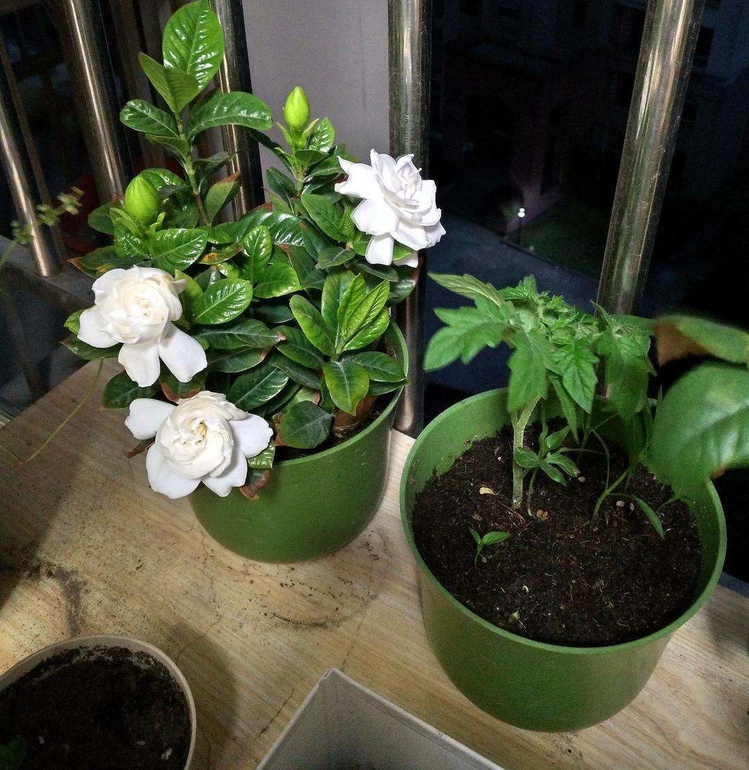 盆花怎样施肥效果好呢,花卉施肥过多怎么补救呢