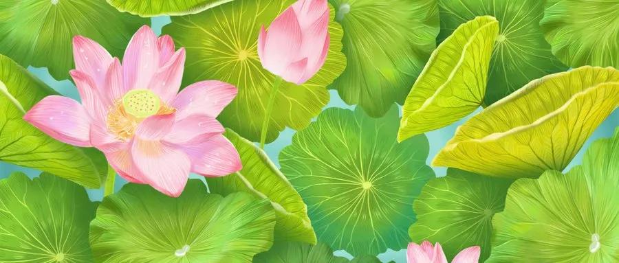 厦门看荷花哪里好,厦门荷花观赏地