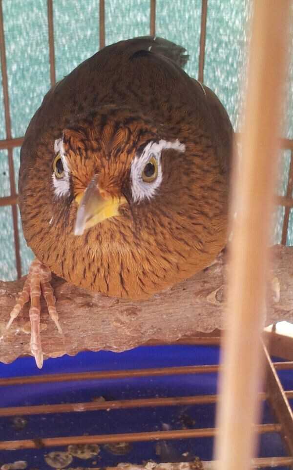 画眉鸟为什么要断尾,画眉鸟为什么老是刨食