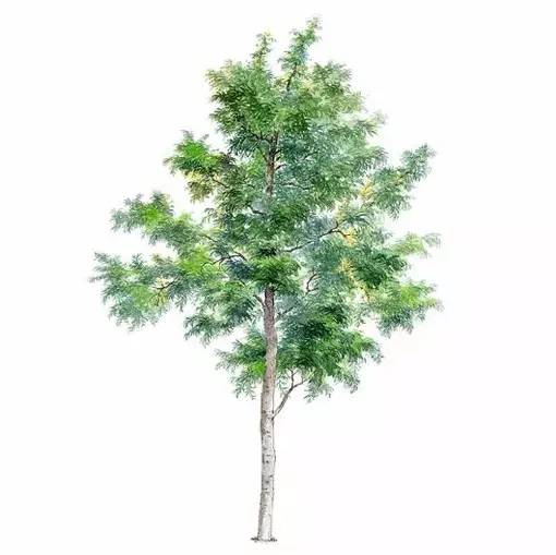 十种不同树叶的画法,五种不同树木的画法简单的