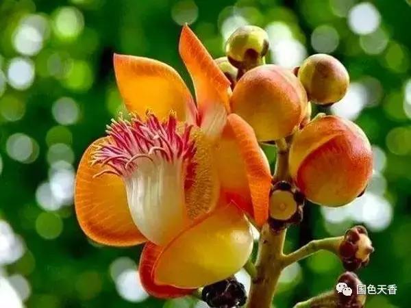 菩提花开观自在,菩提花开见性成佛