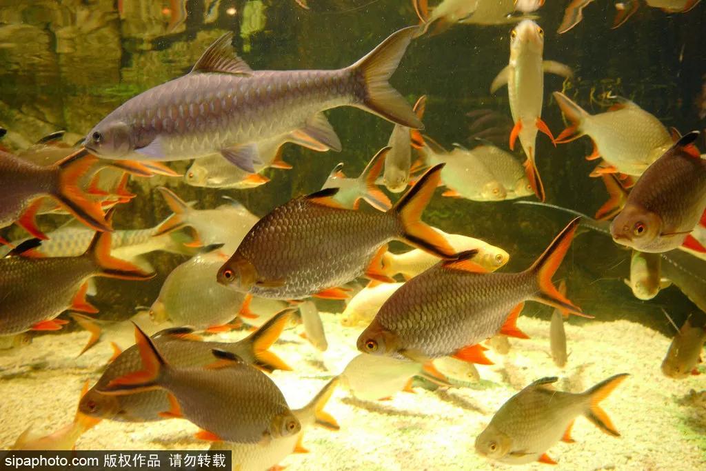 京津冀联合旅游年票99元3张,100万旅游惠民券免费领取