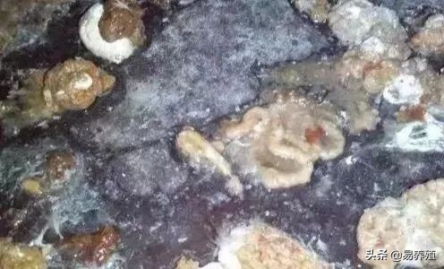 易养殖：带你治好鸡腺胃炎