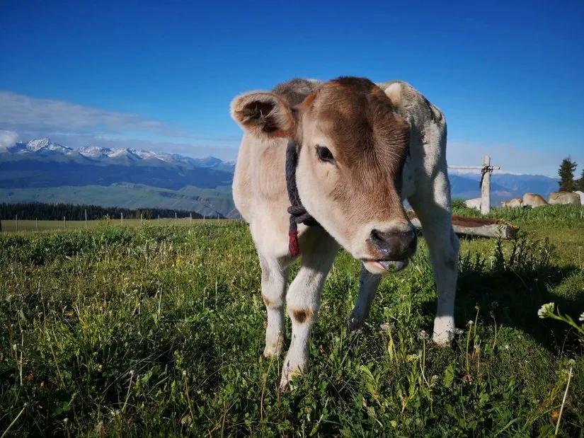 喀拉峻穿越琼库什台几天,喀拉峻穿越琼库什台