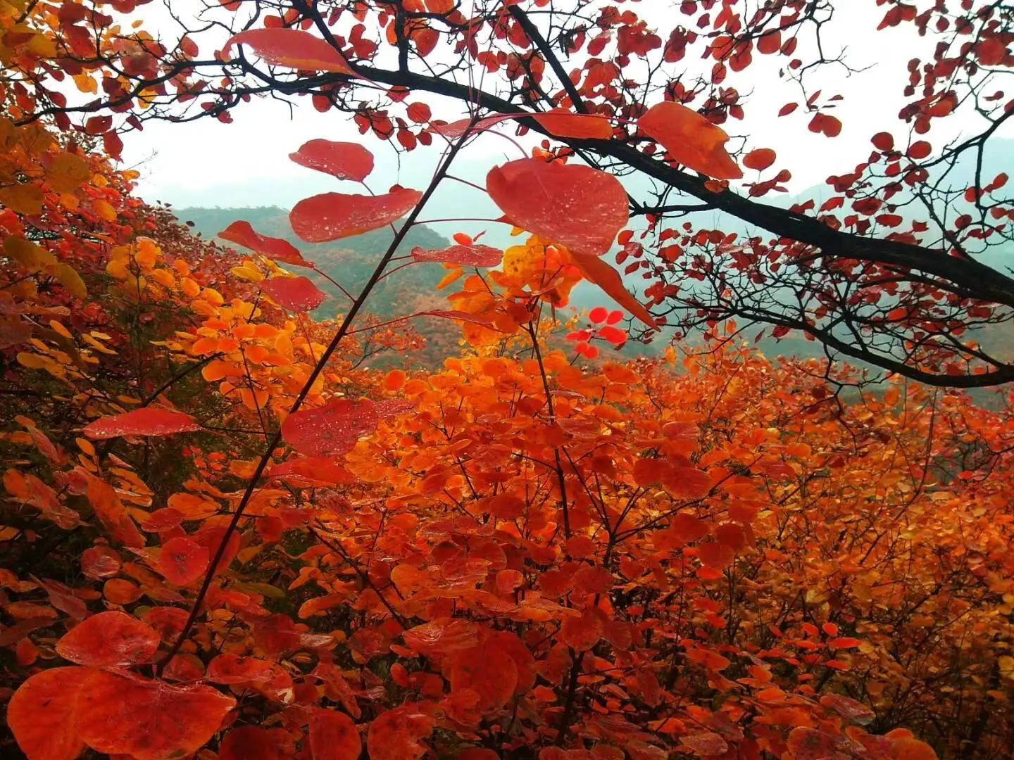 房山药王谷门票,房山药王谷风景区