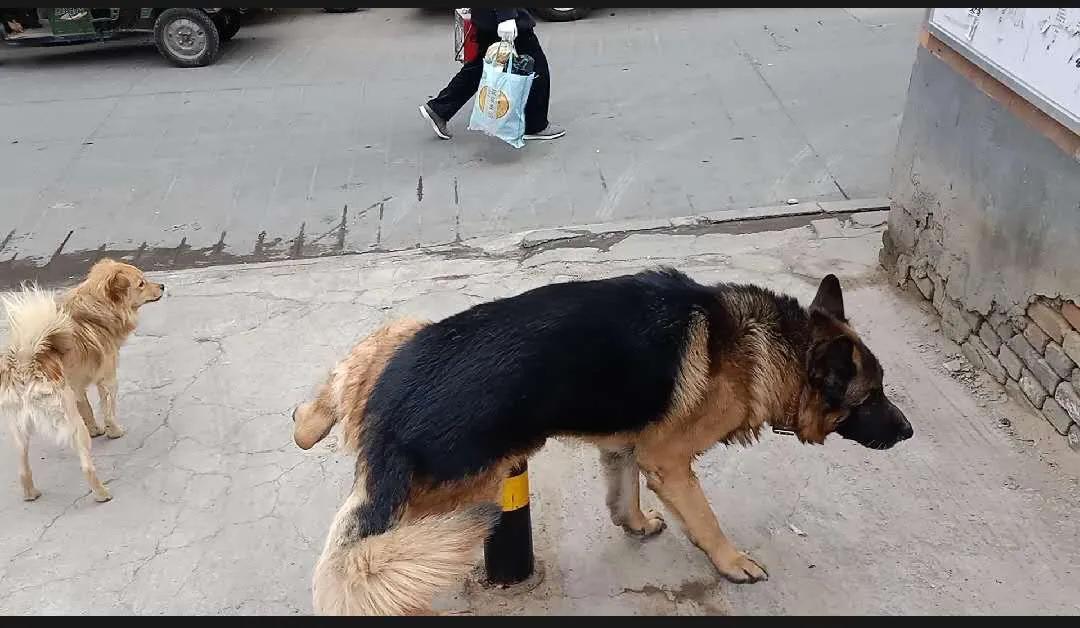 狗狗没有朋友怎么办,狗狗没有食物怎么处理