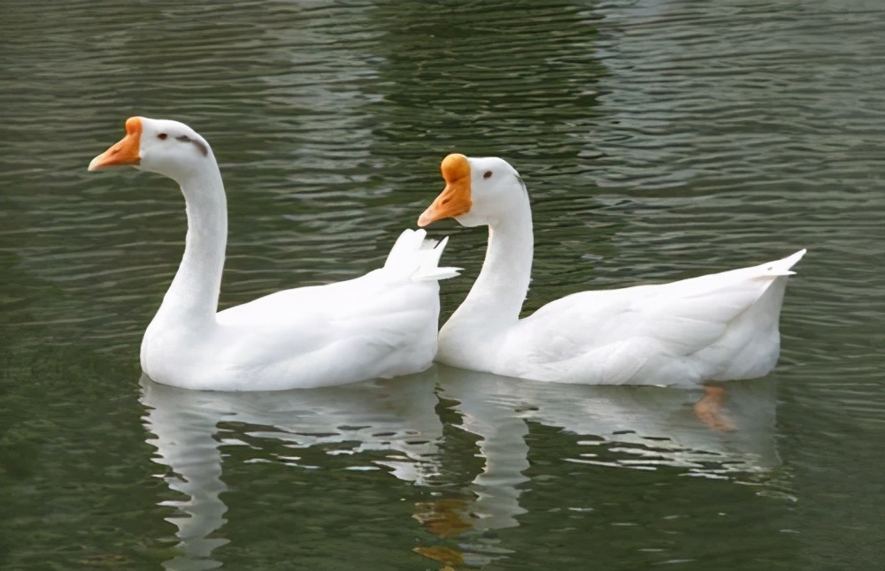 15天小鹅脚发软怎么治疗鹅瘸腿腿软预防方法什么药治疗鹅腿瘸脚软