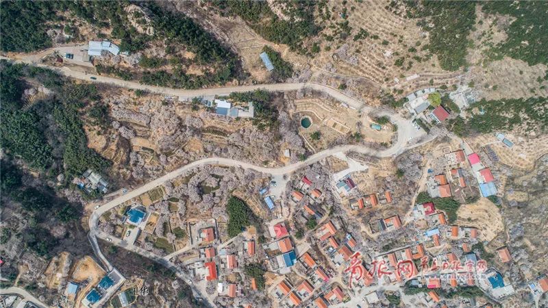 樱桃花海游玩攻略,青岛樱桃花海在哪