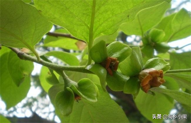 柿子的生长条件和种植技术,超丰产柿子