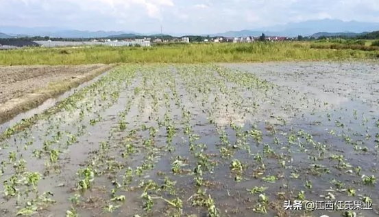水蕹菜用土种法视频,水蕹菜