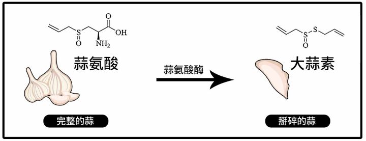 吃完大蒜嘴里蒜味太重,吃完大蒜小便有蒜味