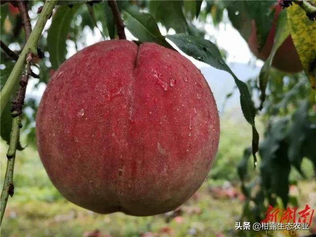 今年桃子苗有什么好品种,什么品种桃子市场行情好