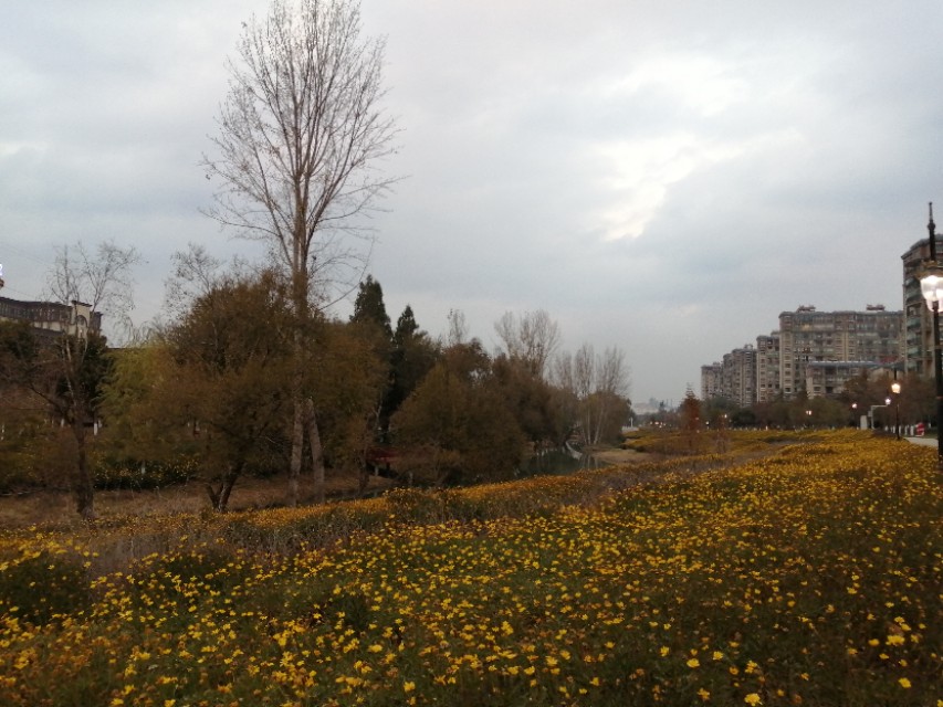 曲靖泰丰公园,晨拍泰丰公园路边