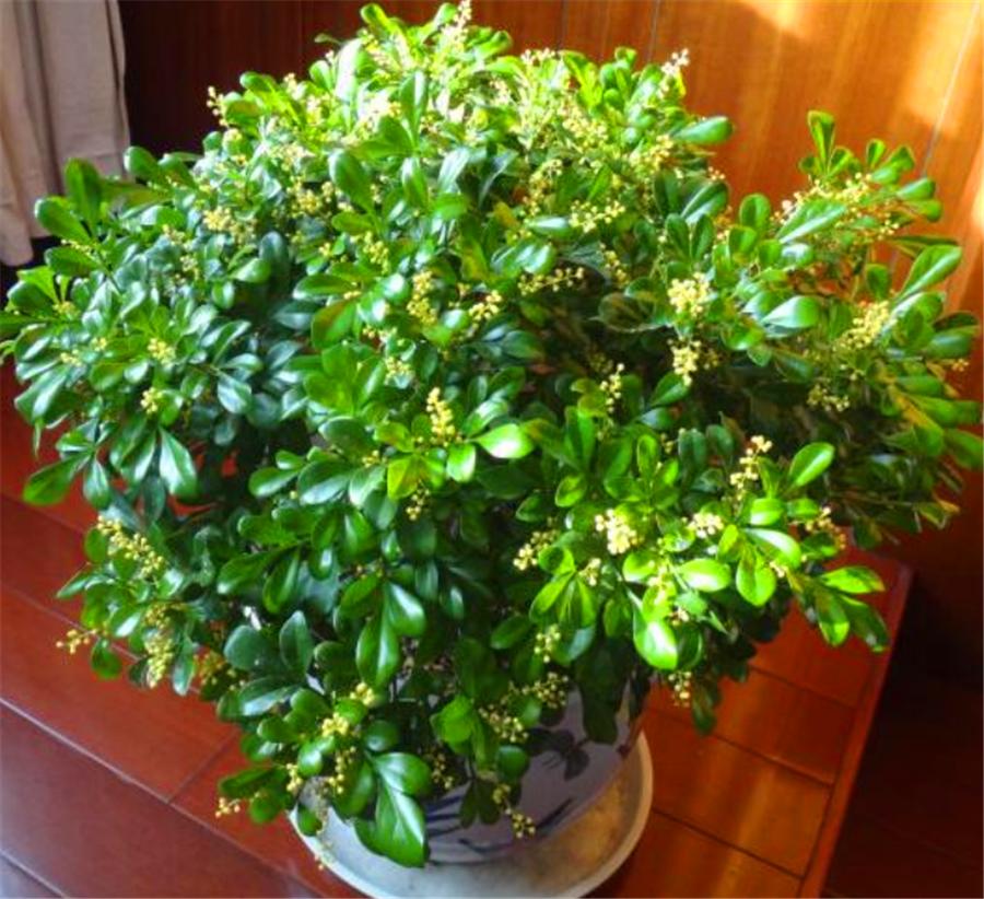 怎么让米兰花爆盆快,怎样让米兰开花不断