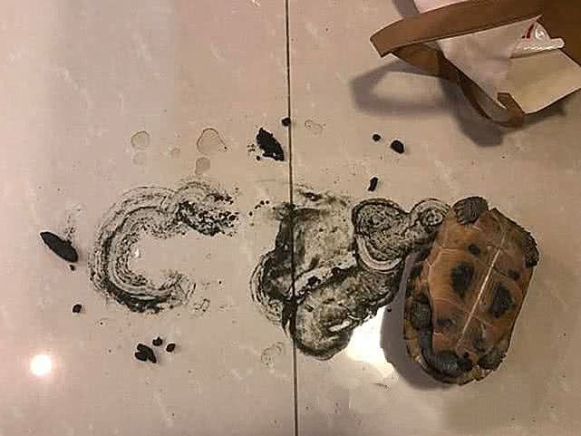 乌龟几天不吃东西还拉白色的东西,乌龟喂泻药