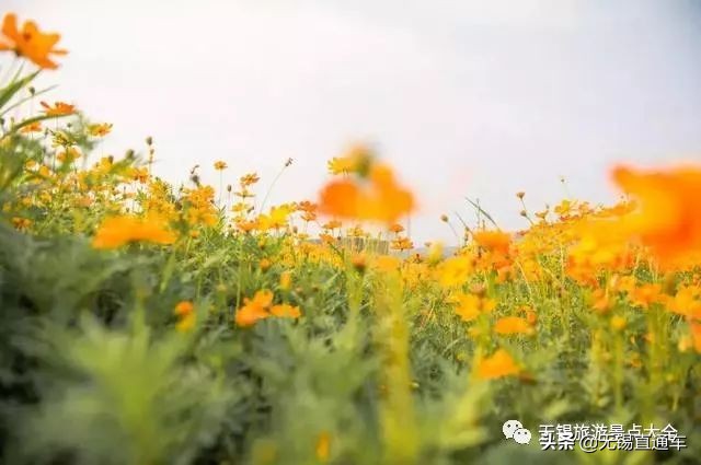 无锡哪里有看花海的景点,无锡秋季花海旅游景点