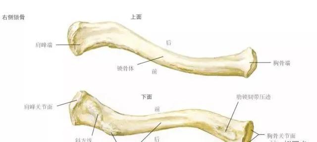 肩关节后伸动作解剖,肩关节的关节囊解剖