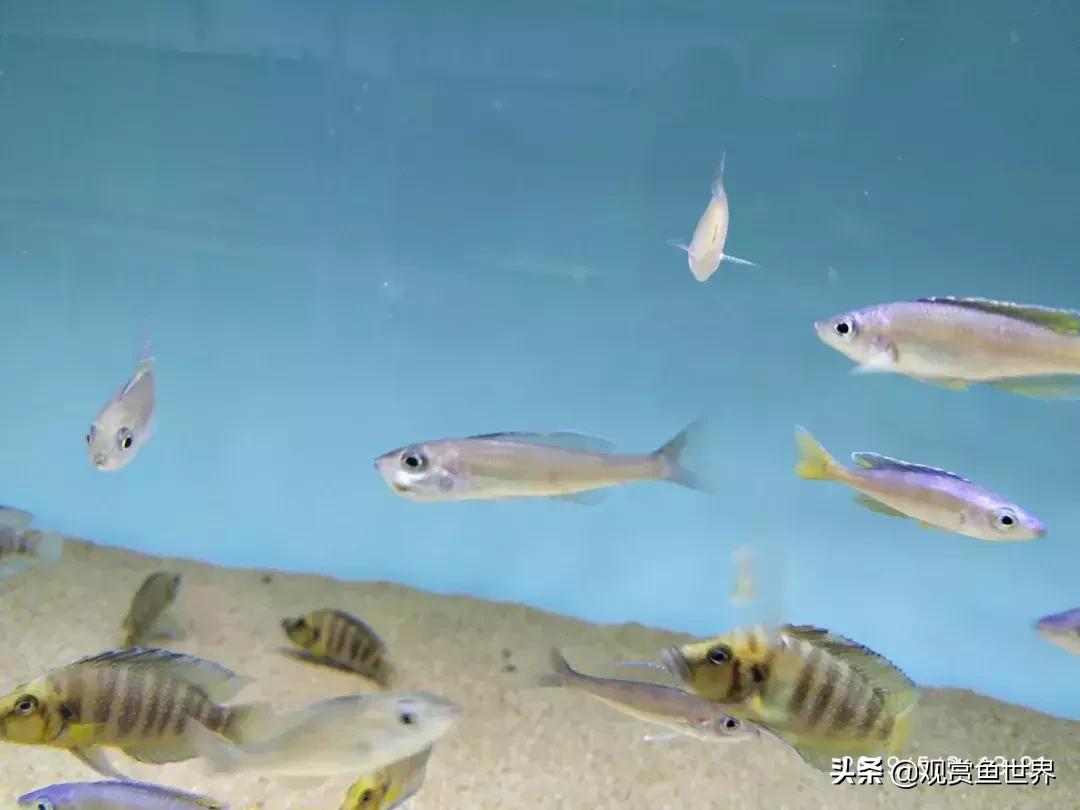 梦想的三湖世界持续建设中……方位:中国天津