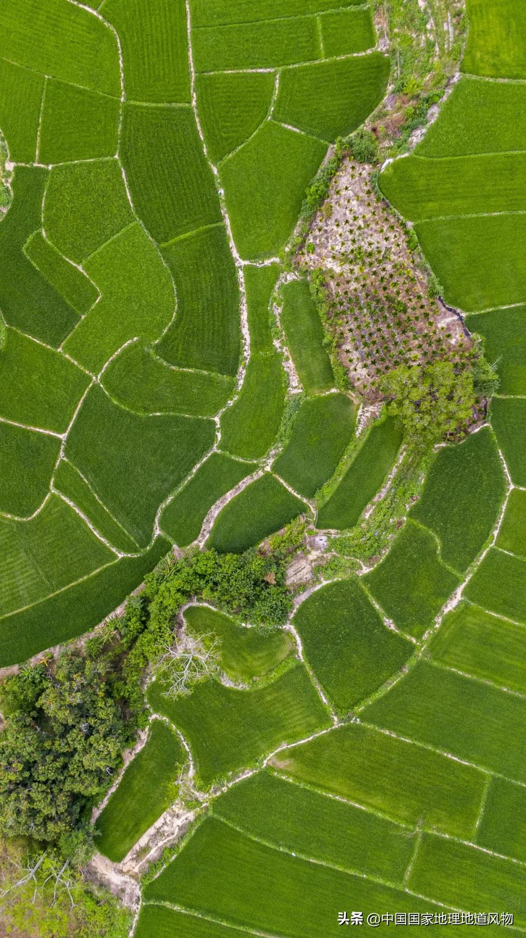 中国种水稻的省份地图,14亿大米图片