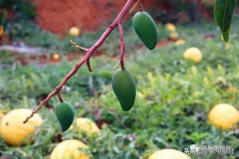 弥勒千亩西瓜熟了!黄心瓜、红心瓜、小香瓜…你喜欢哪种?