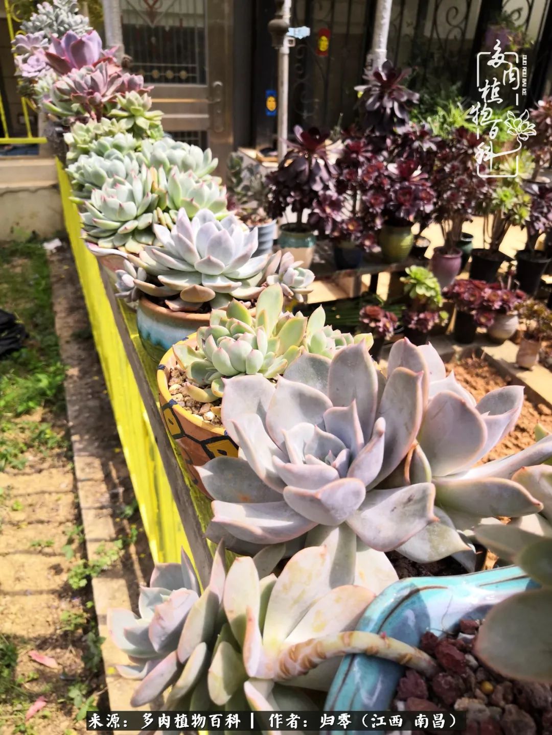 人生转个弯，在小院遇见落入凡间的多肉小精灵